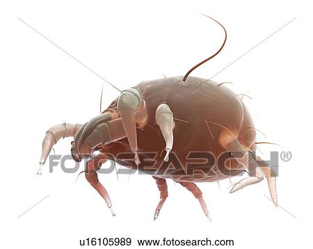 Stock Photo - Dust mite, computer illustration.. Fotosearch