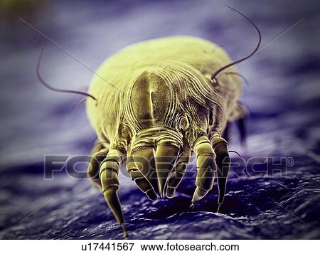 Dust mite, computer illustration. View Large Photo Image Stock Photo - Dust mite, computer illustration.. Fotosearch