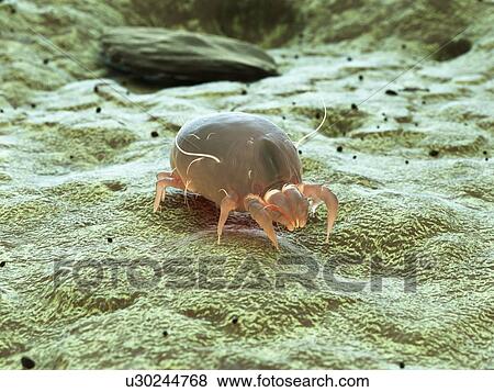 Stock Photo - Dust mite, computer illustration.. Fotosearch