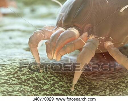 Stock Photo - Dust mite, computer illustration.. Fotosearch