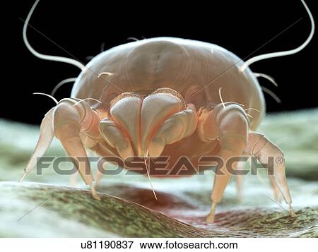 Stock Photo - Dust mite, computer illustration.. Fotosearch