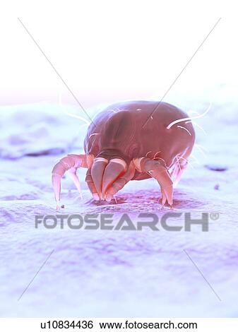 Dust mite, computer illustration. View Large Photo Image Stock Photograph - Dust mite, computer illustration.. Fotosearch
