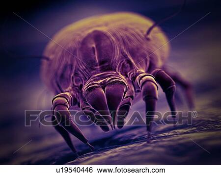 Dust mite, computer illustration. View Large Photo Image Stock Photograph - Dust mite, computer illustration.. Fotosearch