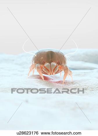 Stock Photograph - Dust mite, computer illustration.. Fotosearch