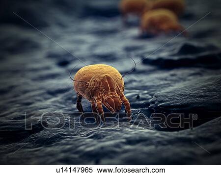 Stock Photography - Dust mite, computer illustration.. Fotosearch