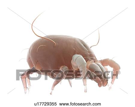 Stock Photography - Dust mite, computer illustration.. Fotosearch