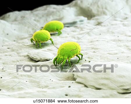 Dust mites, computer illustration. View Large Photo Image Picture - Dust mites, computer illustration.. Fotosearch