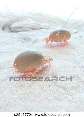 Picture - Dust mites, computer illustration.. Fotosearch