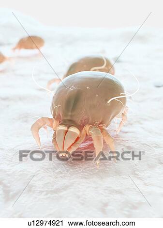 Stock Image - Dust mites, computer illustration.. Fotosearch
