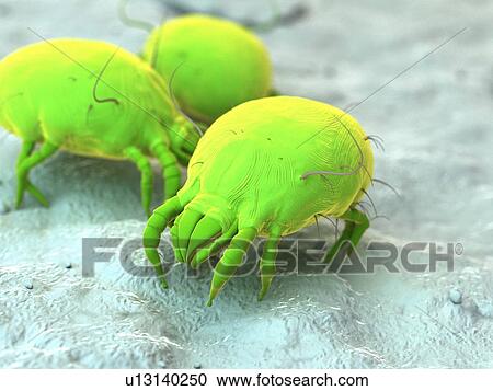 Dust mites, computer illustration. View Large Photo Image Stock Image - Dust mites, computer illustration.. Fotosearch