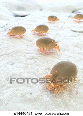 Stock Image - Dust mites, computer illustration.. Fotosearch