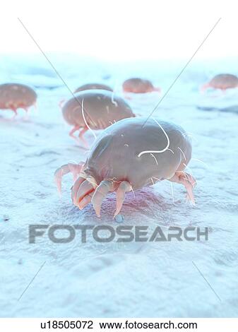Dust mites, computer illustration. View Large Photo Image Stock Image - Dust mites, computer illustration.. Fotosearch