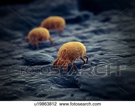 Dust mites, computer illustration. View Large Photo Image Stock Image - Dust mites, computer illustration.. Fotosearch