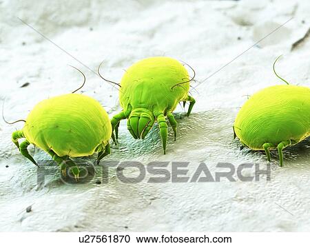 Stock Image - Dust mites, computer illustration.. Fotosearch
