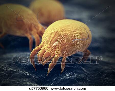 Dust mites, computer illustration. View Large Photo Image Stock Image - Dust mites, computer illustration.. Fotosearch
