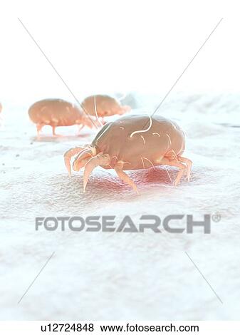 Stock Photo - Dust mites, computer illustration.. Fotosearch