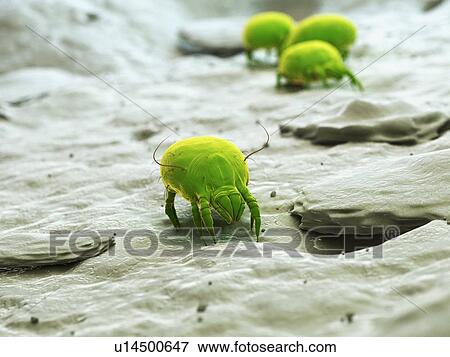 Dust mites, computer illustration. View Large Photo Image Stock Photo - Dust mites, computer illustration.. Fotosearch