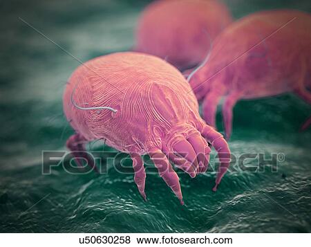 Dust mites, computer illustration. View Large Photo Image Stock Photo - Dust mites, computer illustration.. Fotosearch
