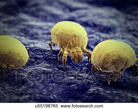 Dust mites, computer illustration. View Large Photo Image Stock Photography - Dust mites, computer illustration.. Fotosearch