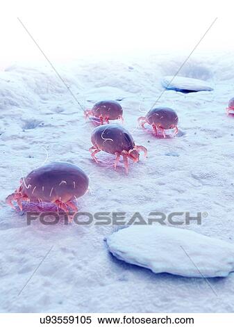 Dust mites, computer illustration. View Large Photo Image Stock Photography - Dust mites, computer illustration.. Fotosearch