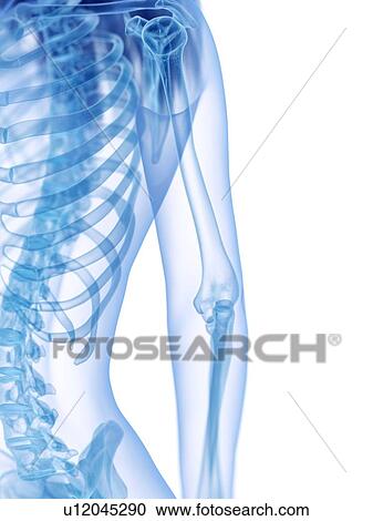 Elbow bones, illustration View Large Photo Image Stock Image - Elbow bones, illustration. Fotosearch