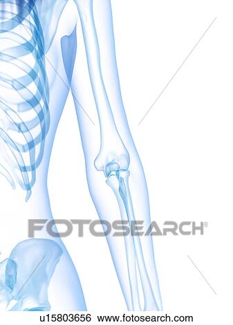 Stock Photograph - Elbow bones, illustration. Fotosearch