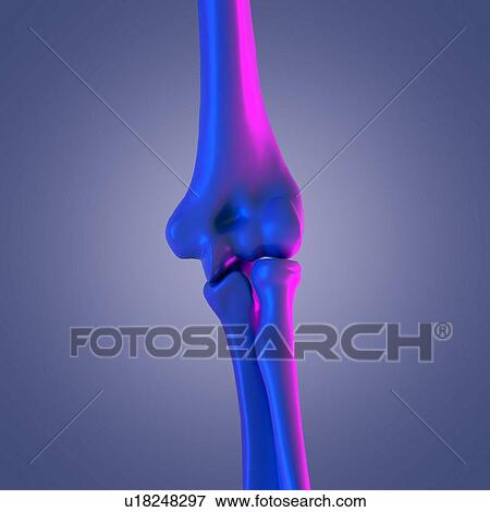 Elbow joint, illustration View Large Photo Image Stock Photo - Elbow joint, illustration. Fotosearch