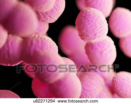Enterococcus bacteria, illustration View Large Photo Image Picture - Enterococcus bacteria, illustration. Fotosearch