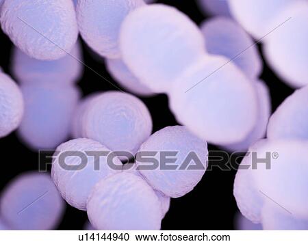 Stock Image - Enterococcus bacteria, illustration. Fotosearch