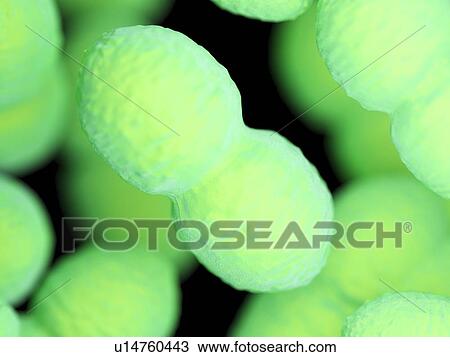 Stock Image - Enterococcus bacteria, illustration. Fotosearch