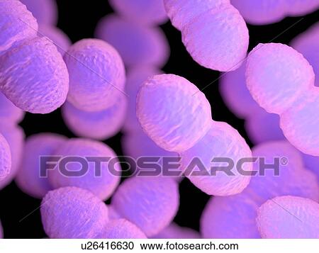 Stock Image - Enterococcus bacteria, illustration. Fotosearch