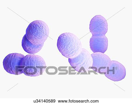 Stock Photo - Enterococcus bacteria, illustration. Fotosearch