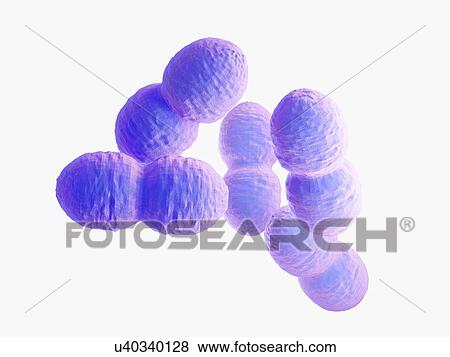 Stock Photo - Enterococcus bacteria, illustration. Fotosearch