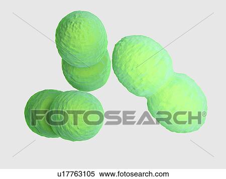 Enterococcus bacteria, illustration View Large Photo Image Stock Photography - Enterococcus bacteria, illustration. Fotosearch