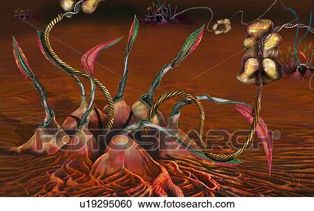 Stock Image - Exporting microRNAs from nucleus. Conceptual illustration of pre-miRNAs (pre-micro ribonucleic acids, helical) being exported from the cell nucleus to the cytoplasm by the exportin-5 protein. In the cytoplasm the double-stranded RNA is processed by.... Fotosearch