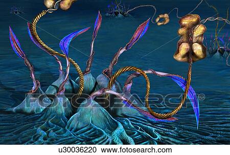 Stock Image - Exporting microRNAs from nucleus. Conceptual illustration of pre-miRNAs (pre-micro ribonucleic acids, helical) being exported from the cell nucleus to the cytoplasm by the exportin-5 protein. In the cytoplasm the double-stranded RNA is processed by.... Fotosearch