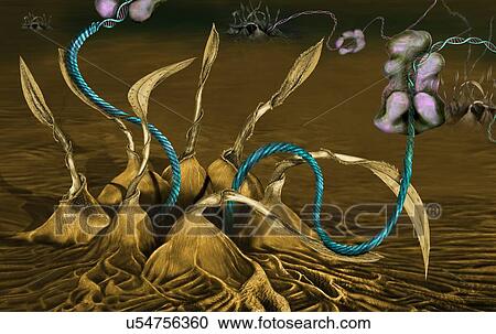 Exporting microRNAs from nucleus. Conceptual illustration of pre-miRNAs (pre-micro ribonucleic acids, blue) being exported from the cell nucleus to the cytoplasm by the exportin-5 protein. In the cytoplasm the double-stranded RNA is processed by Dicer... View Large Photo Image Stock Image - Exporting microRNAs from nucleus. Conceptual illustration of pre-miRNAs (pre-micro ribonucleic acids, blue) being exported from the cell nucleus to the cytoplasm by the exportin-5 protein. In the cytoplasm the double-stranded RNA is processed by Dicer.... Fotosearch