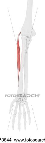 Extensor carpi radialis brevis muscle, computer illustration. View Large Photo Image Picture - Extensor carpi radialis brevis muscle, computer illustration.. Fotosearch