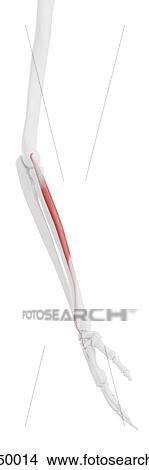 Extensor carpi radialis brevis muscle, computer illustration. View Large Photo Image Picture - Extensor carpi radialis brevis muscle, computer illustration.. Fotosearch