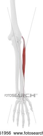 Extensor carpi radialis brevis muscle, computer illustration. View Large Photo Image Stock Photograph - Extensor carpi radialis brevis muscle, computer illustration.. Fotosearch