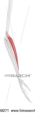 Extensor carpi radialis longus muscle, computer illustration. View Large Photo Image Stock Image - Extensor carpi radialis longus muscle, computer illustration.. Fotosearch