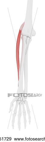 Extensor carpi radialis longus muscle, computer illustration. View Large Photo Image Stock Photo - Extensor carpi radialis longus muscle, computer illustration.. Fotosearch