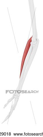 Extensor carpi radialis longus muscle, computer illustration. View Large Photo Image Stock Photo - Extensor carpi radialis longus muscle, computer illustration.. Fotosearch