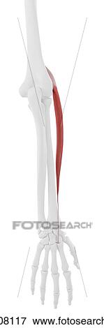Extensor carpi radialis longus muscle, computer illustration. View Large Photo Image Stock Photo - Extensor carpi radialis longus muscle, computer illustration.. Fotosearch
