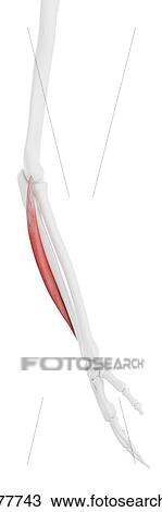 Extensor carpi ulnaris muscle, computer illustration. View Large Photo Image Stock Image - Extensor carpi ulnaris muscle, computer illustration.. Fotosearch