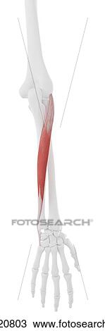 Extensor carpi ulnaris muscle, computer illustration. View Large Photo Image Stock Image - Extensor carpi ulnaris muscle, computer illustration.. Fotosearch