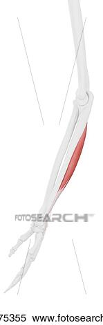Extensor carpi ulnaris muscle, computer illustration. View Large Photo Image Stock Photography - Extensor carpi ulnaris muscle, computer illustration.. Fotosearch