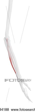 Stock Photo - Extensor digiti minimi muscle, computer illustration.. Fotosearch