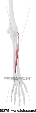 Stock Photography - Extensor digiti minimi muscle, computer illustration.. Fotosearch
