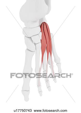 Stock Image - Extensor digitorum brevis muscle, illustration. Fotosearch